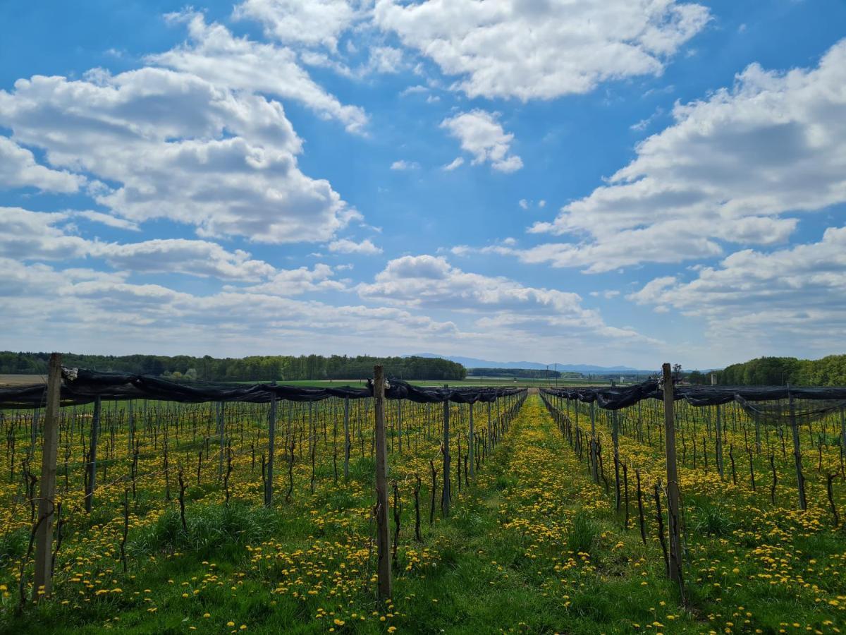 Wine Paradise Glavinic Miklavz pri Ormozu Exterior photo